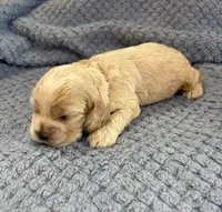 AKC Paul # 9400 Red Roan, a male Cocker Spaniel for sale in Exeter, MO – 5 of 10