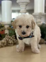 Kandys cream boy # 4672, a male Poodle - Miniature  for sale in Exeter, MO – 4 of 9
