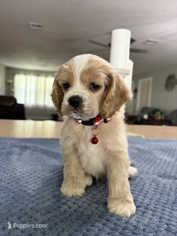 AKC Prince # 9402 Buff – Cocker Spaniel puppy for sale in Exeter, MO