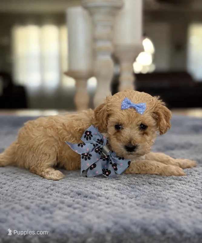 Kandys girl #4674 – Poodle - Miniature  puppy for sale in Exeter, MO