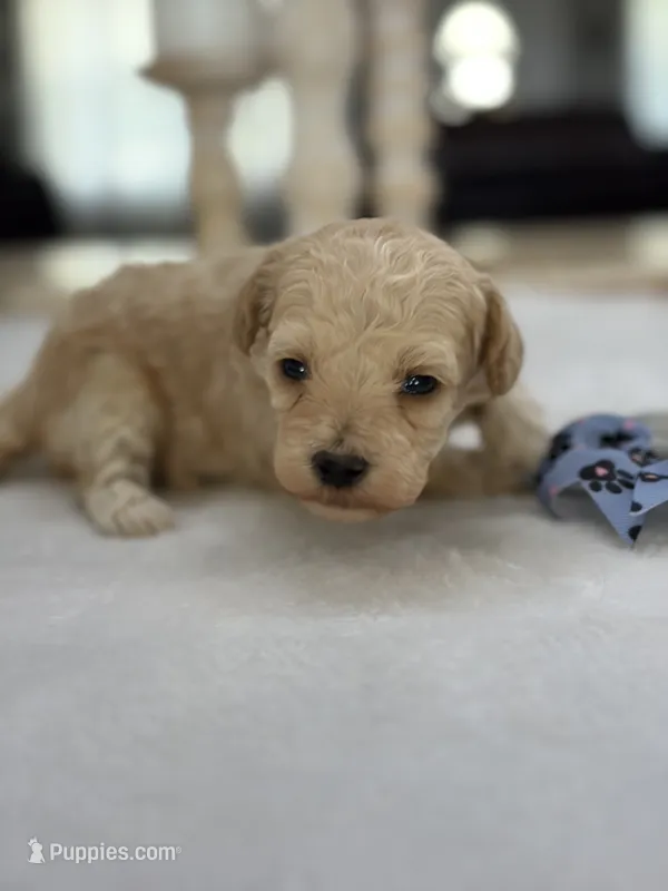 Kandys girl #4674 – Poodle - Miniature  puppy for sale in Exeter, MO