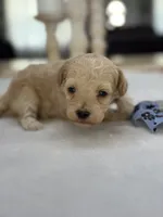 Kandys girl #4674, a female Poodle - Miniature  for sale in Exeter, MO – 1 of 10