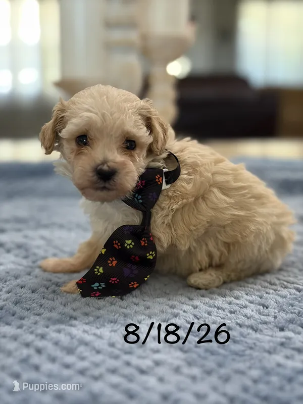 Kandys cream boy # 4672 – Poodle - Miniature  puppy for sale in Exeter, MO