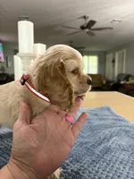 AKC Paul # 9400 Neutered❗️ , a male Cocker Spaniel for sale in Exeter, MO – 3 of 10