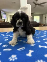 AKC parti Boy ❗️❗️# 4844❗️, a male Cocker Spaniel for sale in Exeter, MO – 3 of 10