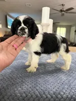 AKC #4841 Female, a female Cocker Spaniel for sale in Exeter, MO – 4 of 10