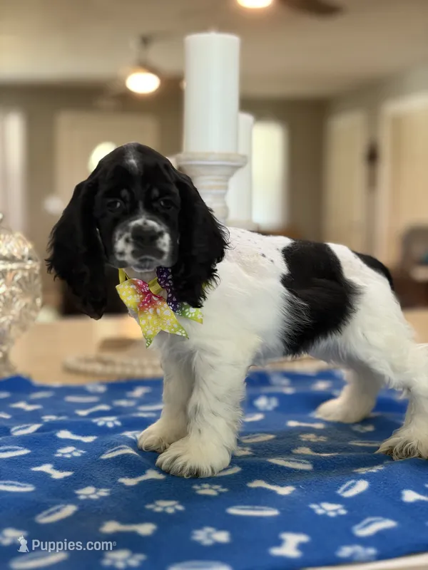 AKC Angles Girl # 4782 – Cocker Spaniel puppy for sale in Exeter, MO