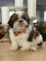 Lola’s boy #2.  4675 ⭐️⭐️⭐️, a male Shih Tzu for sale in Exeter, MO – 8 of 10