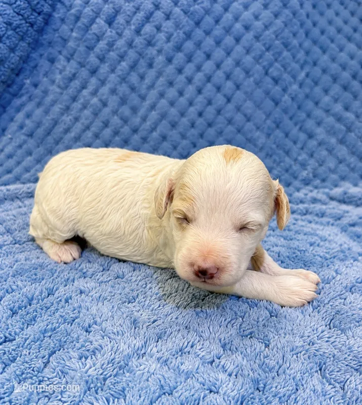 Silvys girl #3 – Poodle - Miniature  puppy for sale in Exeter, MO