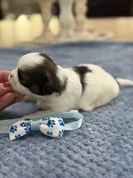 Lola’s girl #2– 4678 🦋💙🦋, a female Shih Tzu for sale in Exeter, MO – 4 of 10