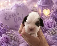 AKC Eva’s Girl #1, a female Cocker Spaniel for sale in Exeter, MO – 2 of 6
