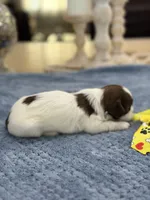 Lola’s boy #2.  4675 ⭐️⭐️⭐️, a male Shih Tzu for sale in Exeter, MO – 8 of 9