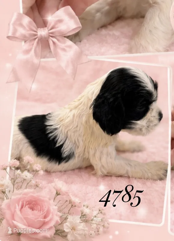 AKC PARTI # 4785 – Cocker Spaniel puppy for sale in Exeter, MO