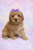 processed/d3f4dbf1-1047-48e8-b41c-dc33f195e145/listing/2732fc21-c7a5-48a1-9419-ecdd9fc08ed2/5a213e6e-cc7b-45ae-8226-af494b5ab6d8