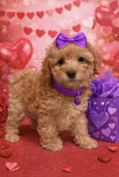 processed/d3f4dbf1-1047-48e8-b41c-dc33f195e145/listing/2732fc21-c7a5-48a1-9419-ecdd9fc08ed2/c86d2f93-6bf2-4459-9e83-e657bc663fae