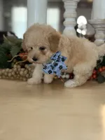 Kandys girl #4674, a female Poodle - Miniature  for sale in Exeter, MO – 5 of 10