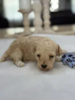 Kandys girl #4674, a female Poodle - Miniature  for sale in Exeter, MO – 7 of 10