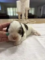 AKC Eva’s Girl #1, a female Cocker Spaniel for sale in Exeter, MO – 4 of 6