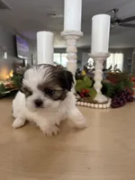 Chuck, a male Shih Tzu for sale in Exeter, MO – 8 of 10