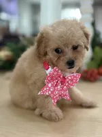 Kandys girl # 4671, a female Poodle - Miniature  for sale in Exeter, MO – 9 of 10
