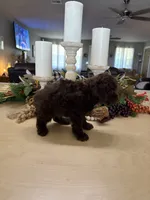 Snickers , a male Poodle - Miniature  for sale in Exeter, MO – 7 of 10