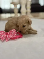 Kandys girl # 4671, a female Poodle - Miniature  for sale in Exeter, MO – 4 of 9