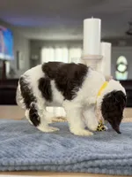 AKC Eva’s Boy, a male Cocker Spaniel for sale in Exeter, MO – 8 of 10