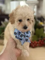 Kandys girl #4674, a female Poodle - Miniature  for sale in Exeter, MO – 2 of 10