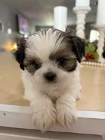 Chuck, a male Shih Tzu for sale in Exeter, MO – 4 of 10