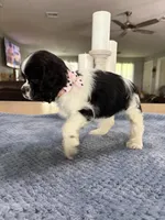 AKC #4841 Female, a female Cocker Spaniel for sale in Exeter, MO – 10 of 10