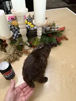 Snickers , a male Poodle - Miniature  for sale in Exeter, MO – 5 of 10