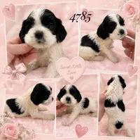 AKC PARTI # 4785, a female Cocker Spaniel for sale in Exeter, MO – 3 of 4