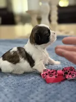 Lola’s Girl #1 - 4677 🎀🎀🎀, a female Shih Tzu for sale in Exeter, MO – 5 of 10