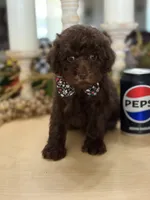 Snickers , a male Poodle - Miniature  for sale in Exeter, MO – 2 of 10