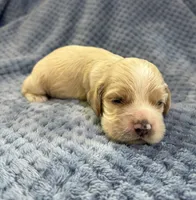AKC Prince # 9402 Buff, a male Cocker Spaniel for sale in Exeter, MO – 8 of 8