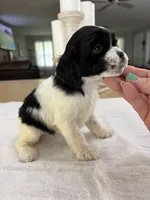 AKC Angles # 4782, a female Cocker Spaniel for sale in Exeter, MO – 6 of 8