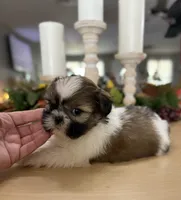 Charlie , a male Shih Tzu for sale in Exeter, MO – 5 of 9