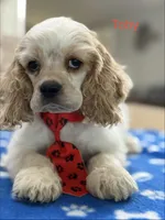 Toby, a male Cocker Spaniel for sale in Exeter, MO – 8 of 10