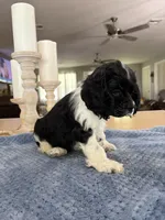 AKC. #4840 Boy, a male Cocker Spaniel for sale in Exeter, MO – 10 of 10