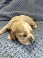 AKC Paul # 9400 Red Roan, a male Cocker Spaniel for sale in Exeter, MO – 4 of 10