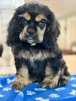 AKC BLACK AND TAN# 4843, a female Cocker Spaniel for sale in Exeter, MO – 4 of 9