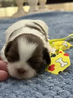 Lola’s boy #2.  4675 ⭐️⭐️⭐️, a male Shih Tzu for sale in Exeter, MO – 4 of 9