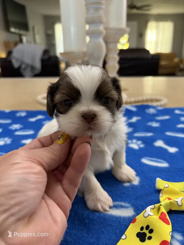 Lola’s boy #2.  4675 ⭐️⭐️⭐️ – Shih Tzu puppy for sale in Exeter, MO