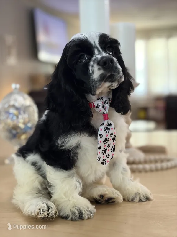AKC PARTI  Boy❗️❗️ #4842❗️❗️ – Cocker Spaniel puppy for sale in Exeter, MO