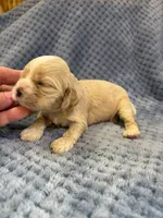 AKC Piper Buff #9399, a female Cocker Spaniel for sale in Exeter, MO – 5 of 10