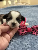 Lola’s Girl #1 - 4677 🎀🎀🎀, a female Shih Tzu for sale in Exeter, MO – 9 of 10