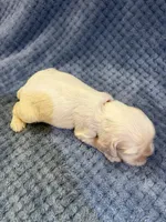 AKC Paisley #9406 Red Roan , a female Cocker Spaniel for sale in Exeter, MO – 7 of 10
