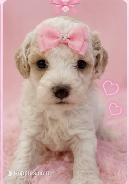 Silvys girl #3 – Poodle - Miniature  puppy for sale in Exeter, MO