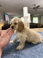 AKC Paul # 9400 Neutered❗️ , a male Cocker Spaniel for sale in Exeter, MO – 6 of 10