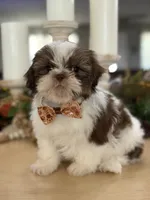 Lola’s boy #2.  4675 ⭐️⭐️⭐️, a male Shih Tzu for sale in Exeter, MO – 5 of 10